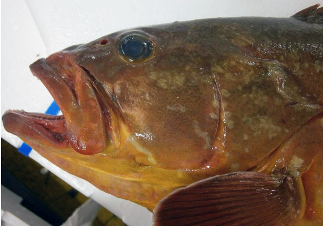 Epinephelus marginatus_04